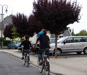 This bird sat on the cyclist's shoulder, unperturbed by the passing cars.